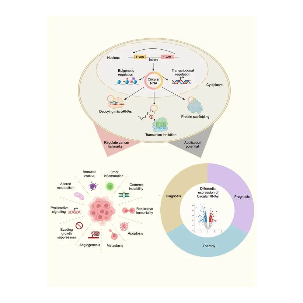 Circular RNAs and Tumor Regulation Circular RNAs (circRNAs) are increasingly studied for their: Stability in cellular environments Roles as miRNA sponges Involvement in transcriptional and post-transcriptional regulation