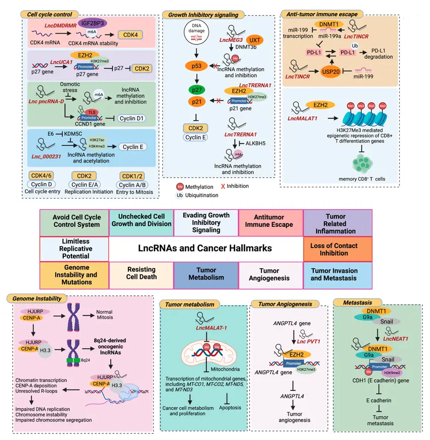 Non-Coding RNA Landscapes in Cancer Long Non-Coding RNAs (lncRNAs) lncRNAs play key roles in cancer-associated processes such as: Epigenetic regulation Transcriptional control Cell cycle progression Examples frequently studied in oncology include HOTAIR, MALAT1, H19, GAS5, and PVT1.