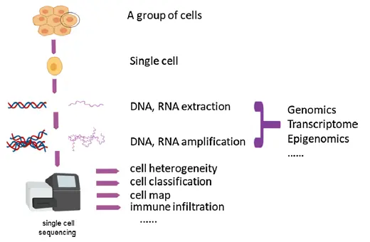 Single-Cell Sequencing Technologie Single-cell RNA sequencing (scRNA-seq) has transformed heterogeneity research by enabling gene expression analysis at the level of individual cells. These approaches allow researchers to: Identify rare cell populations Map differentiation trajectories Characterize functional states Full-length transcriptomic methods further enhance this by capturing: Alternative splicing events Fusion transcripts Non-coding RNAs relevant to cancer biology