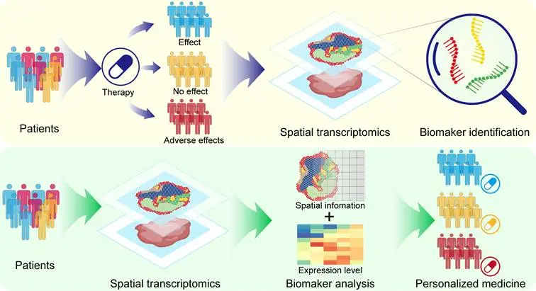 Spatial Transcriptomics Spatially resolved methods preserve tissue architecture while profiling gene expression. This enables researchers to connect molecular identity with physical location, revealing: Spatial niches of resistant or invasive cells Tumor–immune interactions Gradients of hypoxia and nutrient availability Spatial heterogeneity is increasingly recognized as a critical dimension of tumor biology.