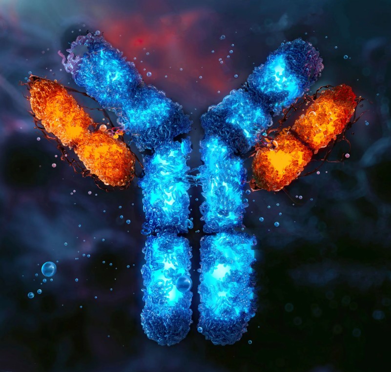 
CUL3 Antibody - 100µg